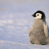 PenguinEater