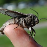 Perplexed moth