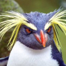 Penguin_Lord