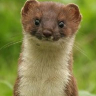 Cmdr Stoat