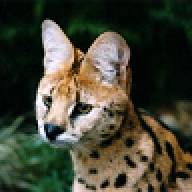 Serval