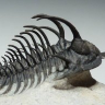 Trilobite