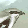 GreatGreyShrike