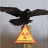 NuclearBird