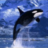 Killer_Whale