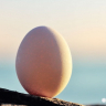 Egg