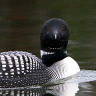 Apocalyptic Loon