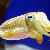 epiccuttlefish