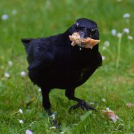 Crow gotta eat