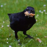 Crow gotta eat