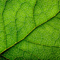 Leaf1