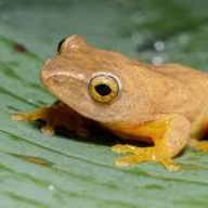 BogFrog