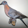 passengerpigeon