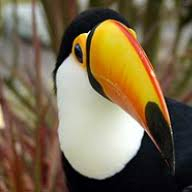 ToucanPoppyJakob