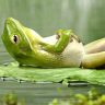 LazyFrog