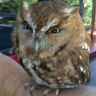 DecaffeinatedOwl