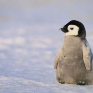 PenguinEater