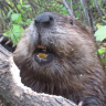 BeaverFood