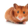 Hamster