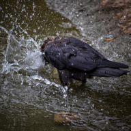 submersible_crow